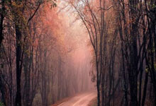 嘲讽德约科维奇过气，澳洲主播被要求道歉中国新闻网.